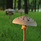 Őzlábgomba