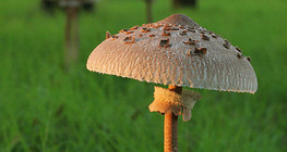 Őzlábgomba