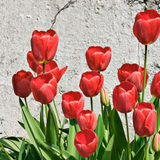 Tulipán