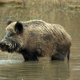 Vaddisznó