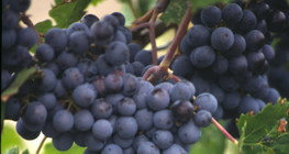 Szőlő