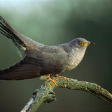 Kakukk