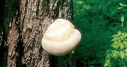 Taplógomba