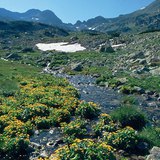 Havasi rét a Kárpátokban