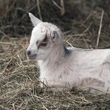 Kecskegida