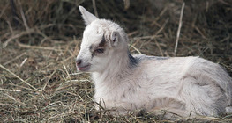 Kecskegida