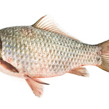 Kárász