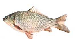Kárász