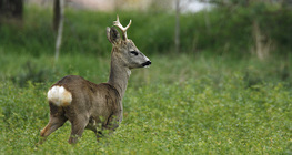 Őzbak