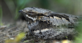 Lappantyú