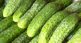 Uborka
