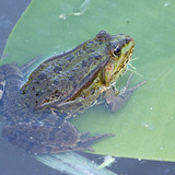 Kecskebéka