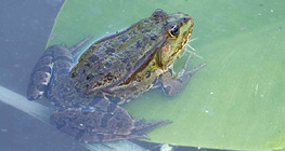 Kecskebéka