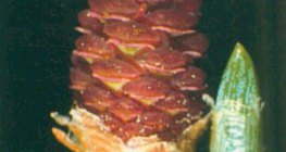 Tobozvirágzat