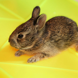 Kisnyúl