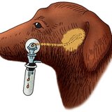A kutya nyálelválasztásának mérése (Pavlov módszere)