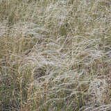 Árvalányhaj
