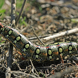 Hernyó