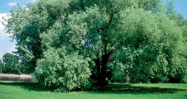 Nyárfa