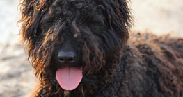 Puli