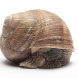 Éticsiga