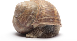 Éticsiga