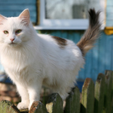 Macska