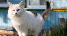 Macska
