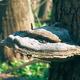 Taplógomba