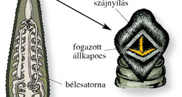 Orvosi pióca