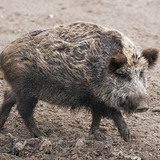 Vaddisznó