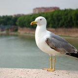 Sirály