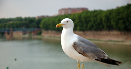 Sirály
