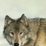 Farkas