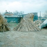 Szárkúpokba állított leveles kukoricaszárak