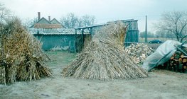 Szárkúpokba állított leveles kukoricaszárak