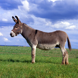 Szamár