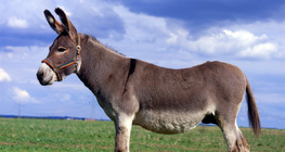 Szamár