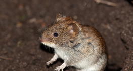 Egér
