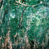 Mangrovemocsár
