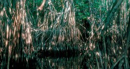 Mangrovemocsár