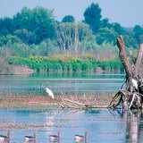 A Kis-Balaton