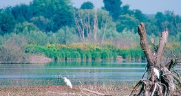 A Kis-Balaton