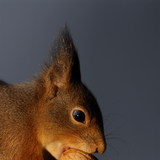 Mókus