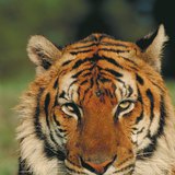 Bengáli tigris
