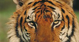 Bengáli tigris