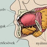 Nyálmirigyek