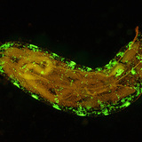 Ecetmuslica lárvája (genetikailag módósított, fluoreszkáló sejtekkel)