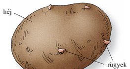A burgonyagumó