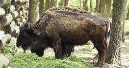 Bölény